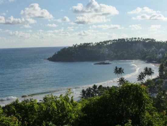 膳宿费 Ancient Tree