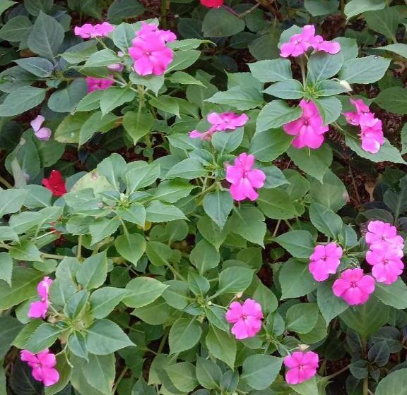 膳宿费 Ancient Tree