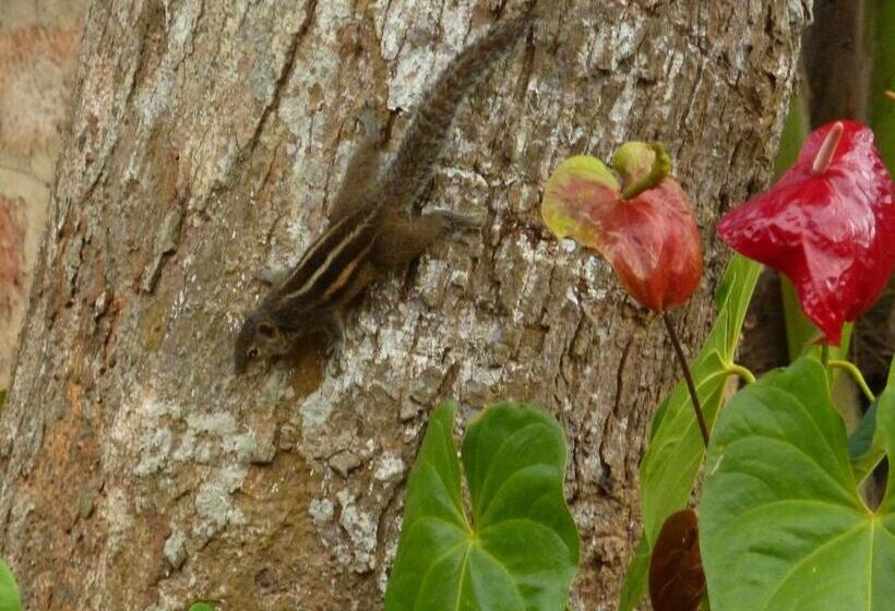 膳宿费 Ancient Tree