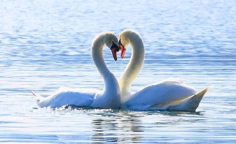 Yamanakako Pension Pause