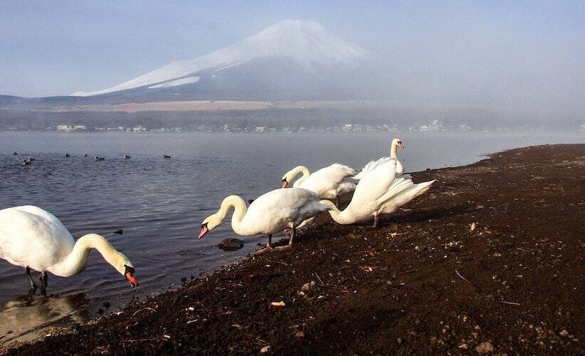 Yamanakako Pension Pause