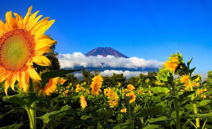 Yamanakako Pension Pause