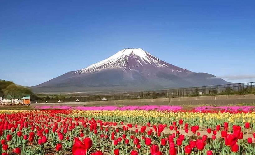 Yamanakako Pension Pause