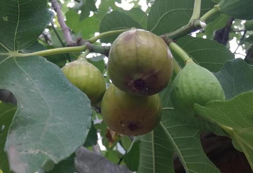 پانسیون Guest House Edem