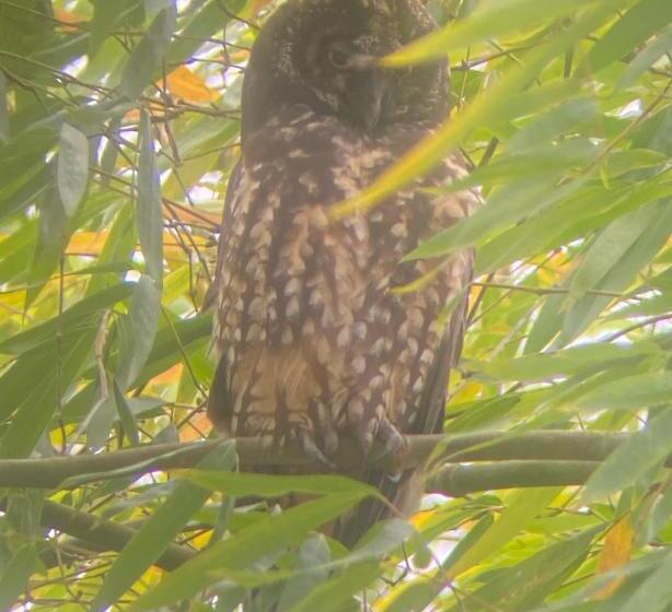 פנסיון Hostal Henrry S