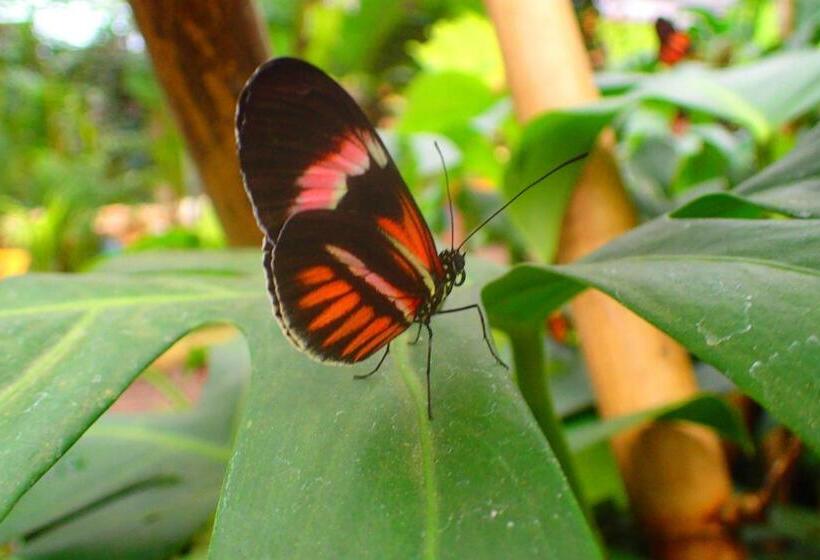 פנסיון Hostal Henrry S