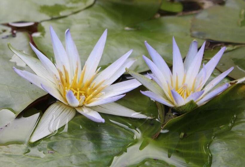 Пансион Pousada Entre Paraísos