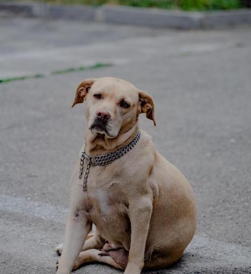 پانسیون Qilimcha S Guesthouse