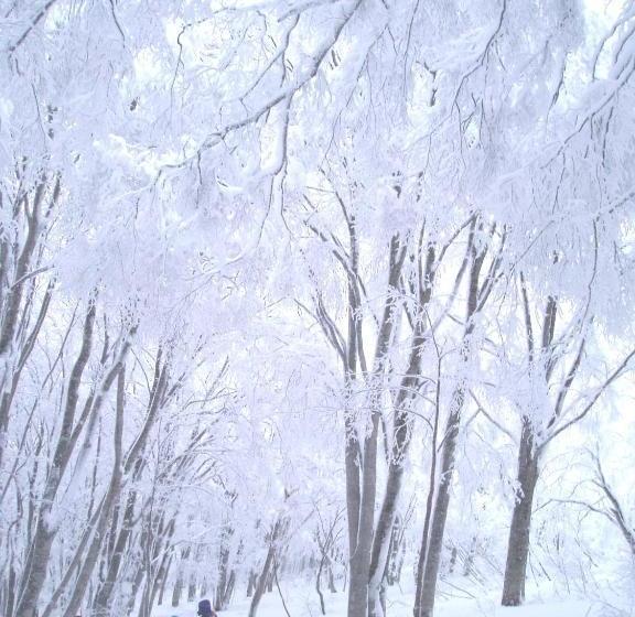 بنسيون Shinazawa