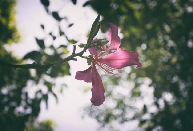 پانسیون Thanh Thuy