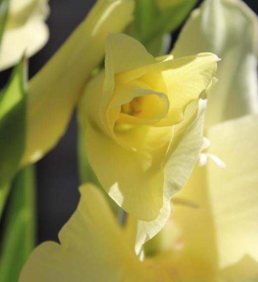 پانسیون Goryanka