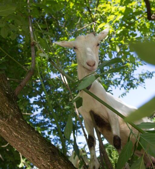 호스텔 Hanul Vatra