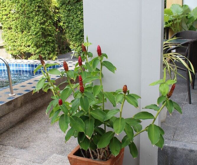 B Happy Resort   Sha Extraplus