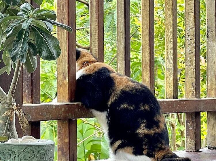 Pensão Lantala Residence