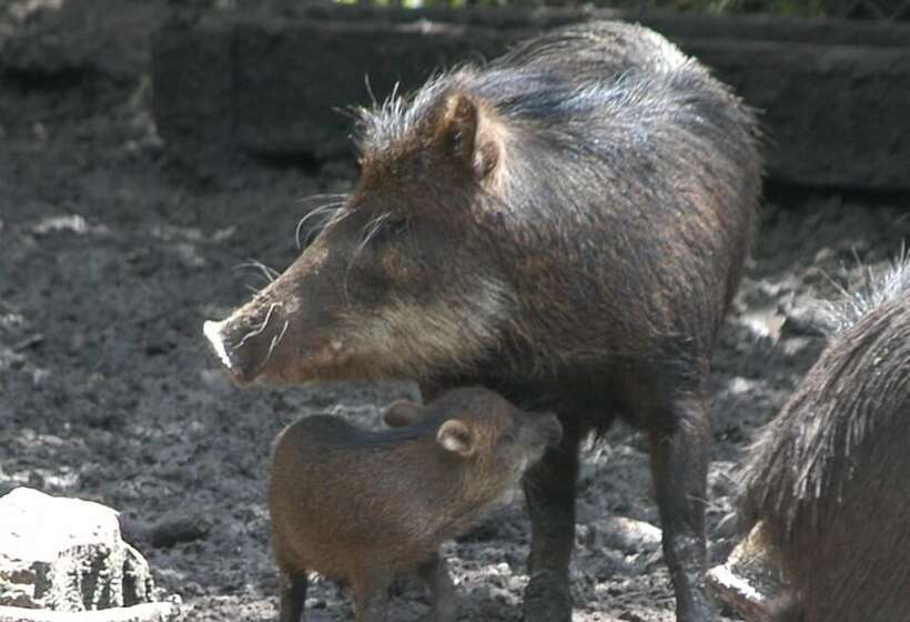 ペンション Rock Farm Guest House