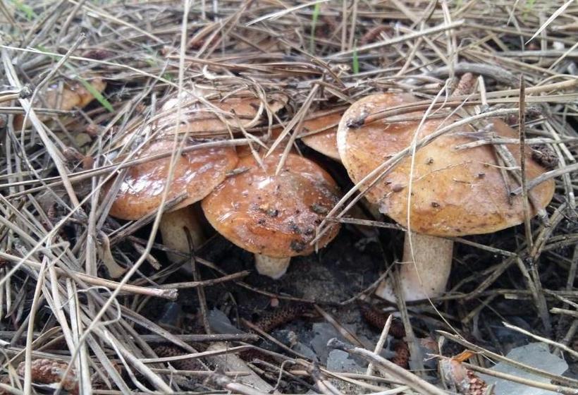 پانسیون Villa Sosnovy Bor