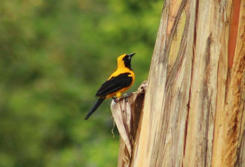 膳宿费 Campestre El Triunfo