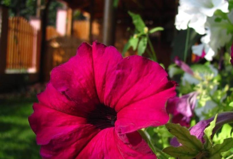 بنسيون Guesthouse Elena