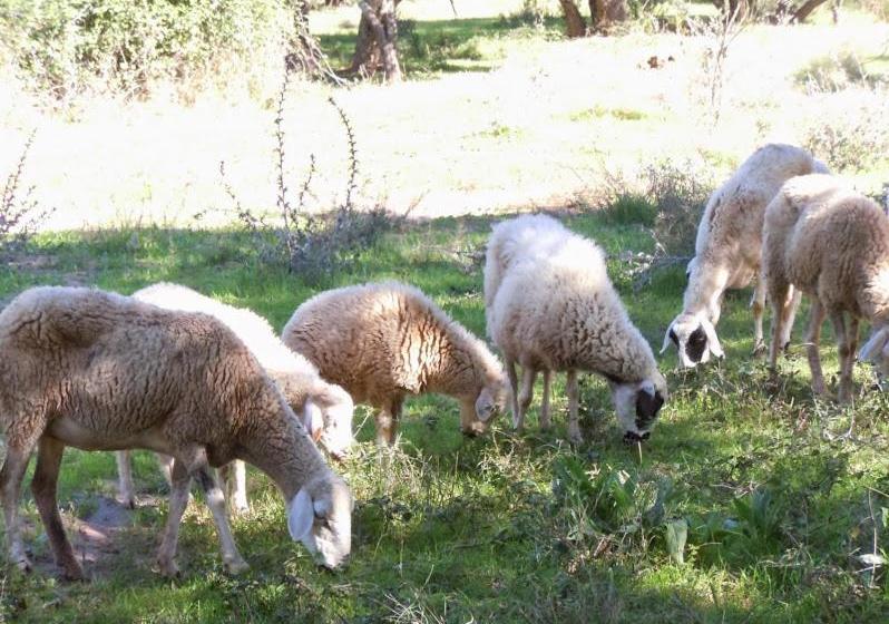 پانسیون Villa Paradise