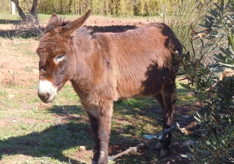 پانسیون Villa Paradise