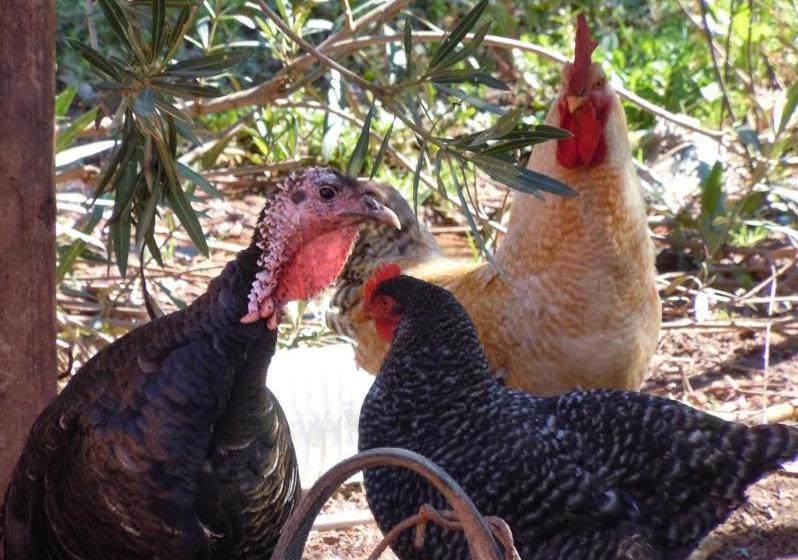 پانسیون Villa Paradise