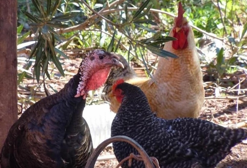 پانسیون Villa Paradise