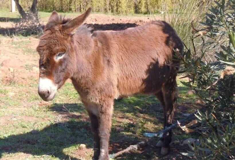 پانسیون Villa Paradise