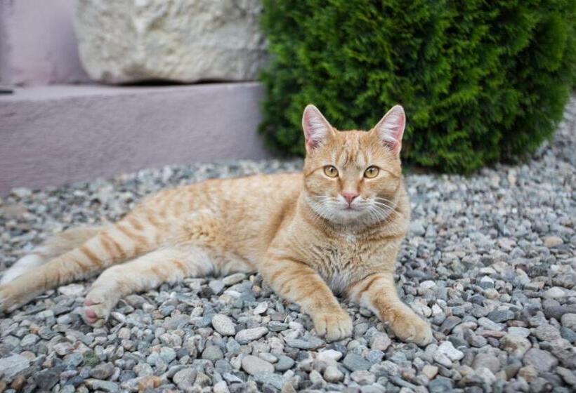 פנסיון Daddy House