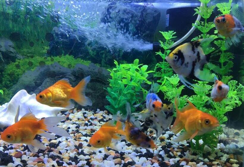 膳宿费 Travel Bird Villa   Foreign Bookings Only