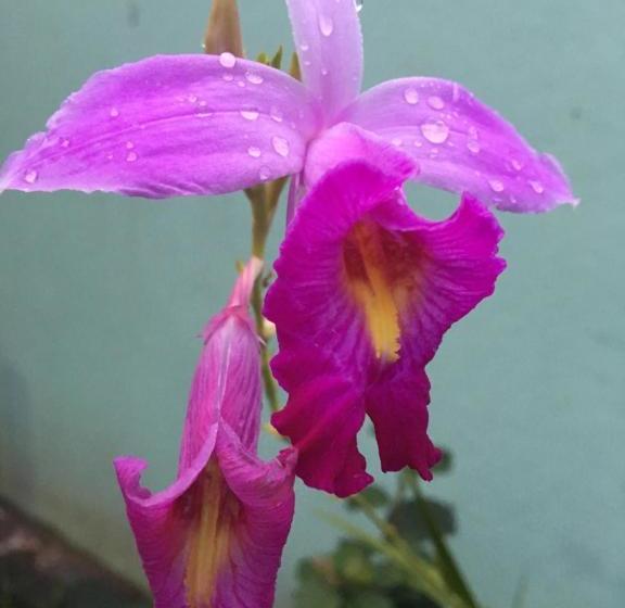 膳宿费 Travel Bird Villa   Foreign Bookings Only