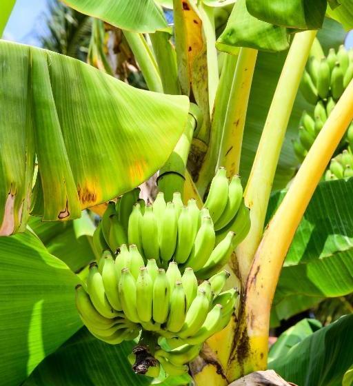 Пансион Channa Villa & Tours