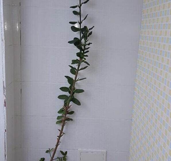 פנסיון Jeju Sunflower Guest House