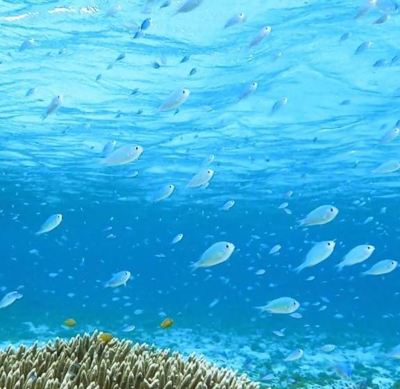 ペンション Shima Stay Holoholo