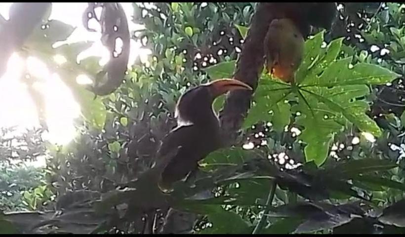 旅馆 Periyar Green Bed & Breakfast