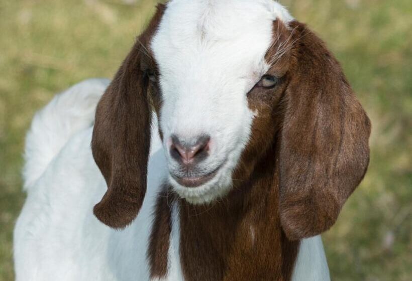 膳宿费 B&b Logeren Bij Van Heeren