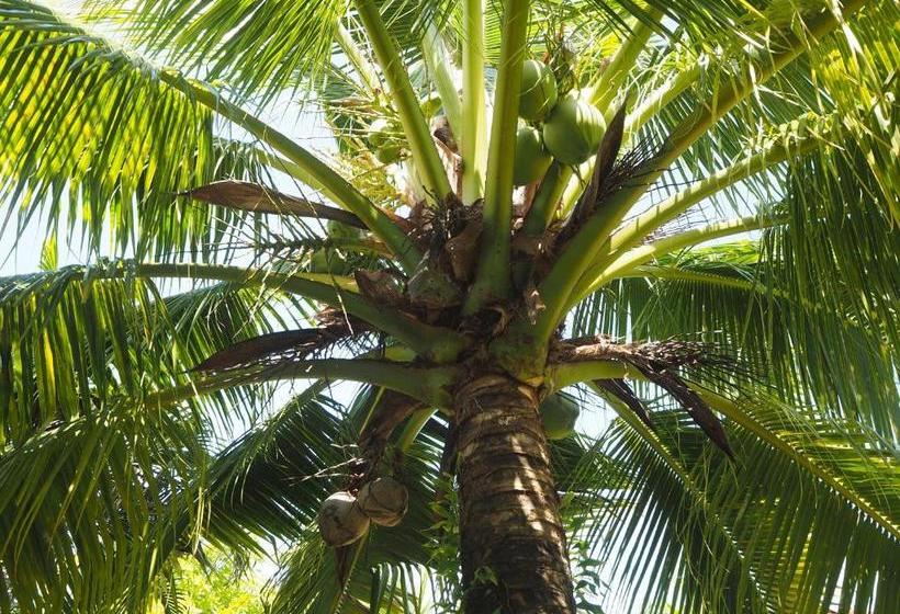 펜션 Coconut Bungalow