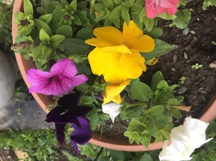 Пансион Gokor B&b