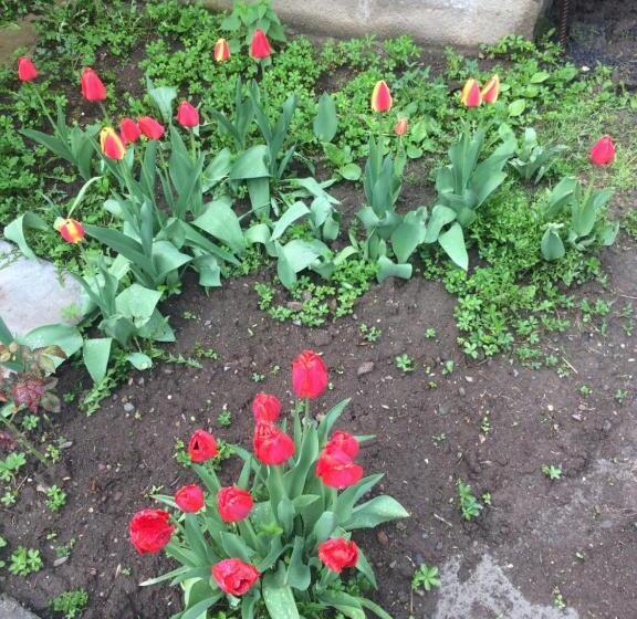 Пансион Gokor B&b