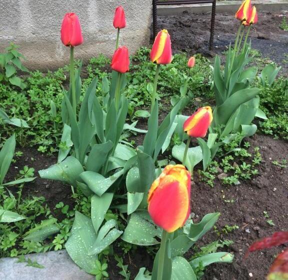 Пансион Gokor B&b