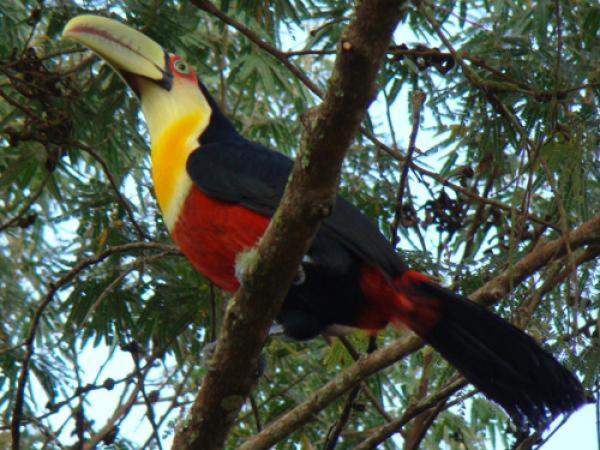 Пансион Eco Pousada Recanto Tucano