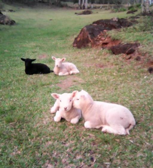 Пансион Eco Pousada Recanto Tucano