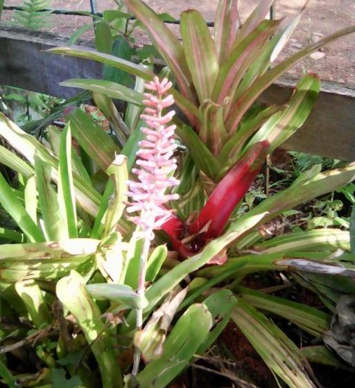 Пансион Eco Pousada Recanto Tucano