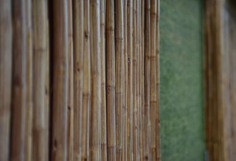 پانسیون Tribe