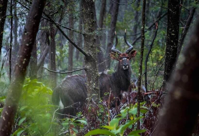 فندق Silver Mist Resort, Haenertsburg