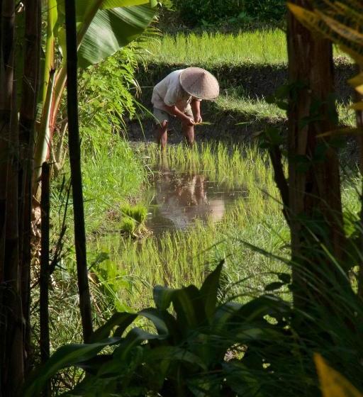 פנסיון Bebek Biru