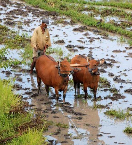 פנסיון Bebek Biru
