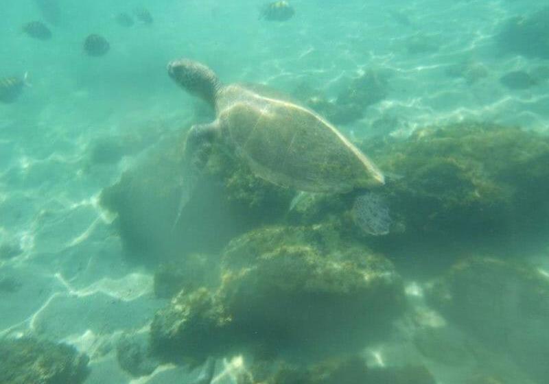 膳宿费 Beto´s Pousada