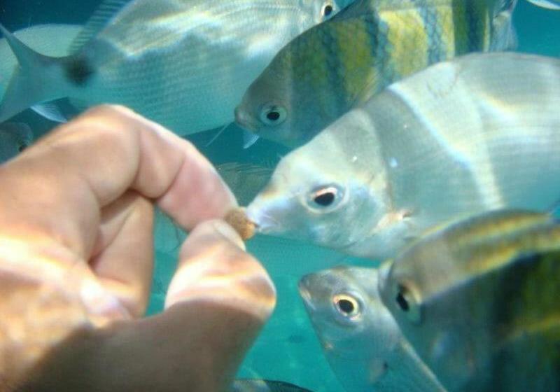 膳宿费 Beto´s Pousada