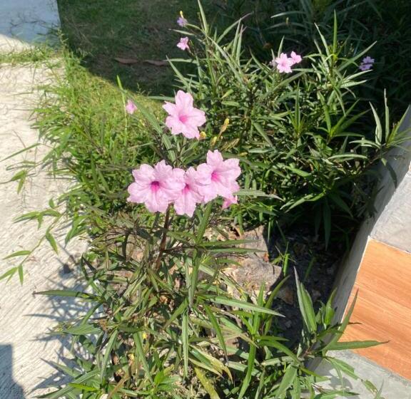 بنسيون Pd Guesthouse