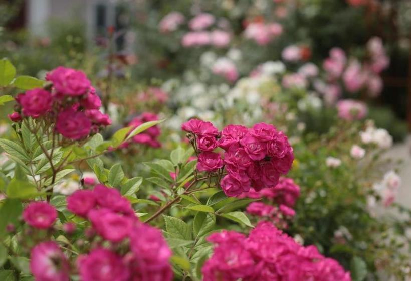 پانسیون Roza Guest House